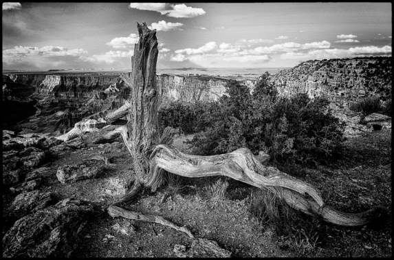 M8011   Bent K Danielsen   Traestub Grand Canyon
